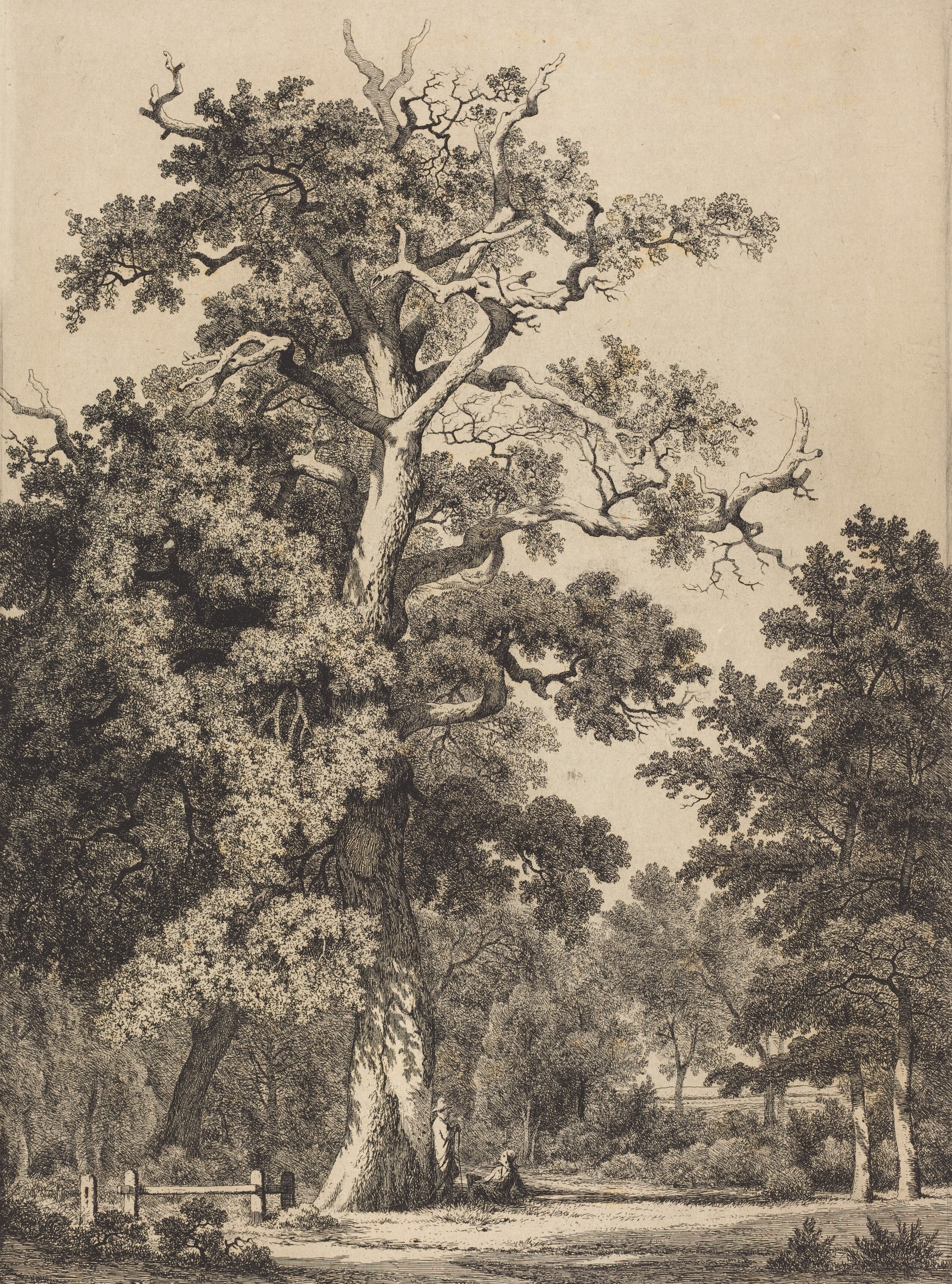 Ancient Oak in the Bois de Boulougne - etching by Eugène Bléry